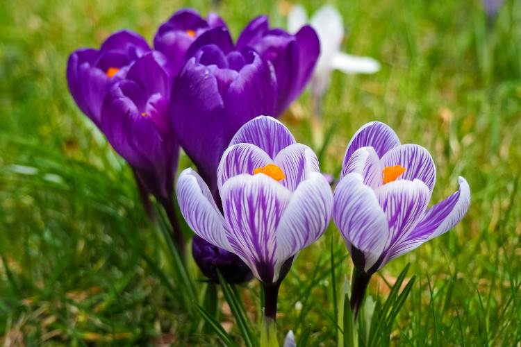 Lente